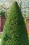 Green thuja cropped figured. Thuja is cut in the form of a green cone