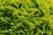 Green thuja foliage of coniferous evergreen cypress shrub natural leaf texture