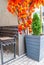 Green thuja growth in big wooden pot, bench and orange leaves on city street