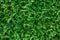 Green Thuja Hedge Background