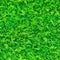 Green thuja hedge tileable seamless texture