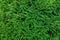 Green thuja leaves background, winter tree and christmas tree co