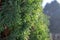 Green Thuja morning wood sunny day botanical holiday