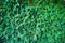 Green thuja texture