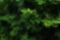Green thuja tree. Coniferous plant Blurred background