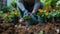 Green thumb at work: Gardener planting pansies with flowerpots and tools