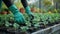 Green-Thumbed Duo: Guy Gardener and Girl Pruning Plants in Sunny Nursery Garden with Seedlings in White Wooden Box