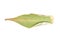 Green thunberg barberry kornik tree leaf