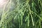 Green thuya branches with water drops close up