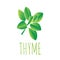 Green thyme leaf vector illustration