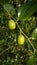 Green Tibetan date in the foothills of the North Caucasus