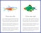Green Tiger Barb and Neon Tetra Fishes Posters