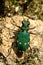 Green tiger beetle (Cicindela campestris)