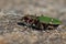 Green tiger beetle, Cicindela campestris