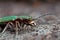 Green tiger beetle, Cicindela campestris