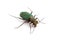 Green Tiger Beetle (Cicindela campestris) isolated on white
