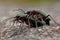 Green tiger beetle, Cicindela campestris mating
