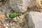 Green Tiger Beetle on pebbles