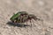 Green Tiger-Beetles Cicindela campestris mating.