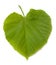 Green tilia leaf