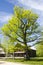 A green tilia tree in the yard of a wooden house