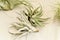 Green tillandsia air plants on a white background