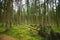 Green timber forest with tall pine trees