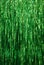Green Tinsel Background