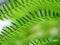 green tiny fern twig, abstract nature background