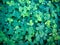 Green Tiny Plant Leaves Of Creeping Tick Trefoil Or Desmodium Triflorum