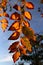 Green to orange and yellow coloured early autumn leaves of Goldendrain Tree, also called China Tree or Pride of India