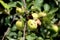 Green to yellow apples with few grey spots and small holes on single branch surrounded with dark green leaves