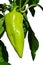 Green to yellow pepper Capsicum Annuum on plant from ecological agriculture, white background