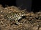 Green toad - Bufo viridis