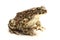 Green toad (Bufo viridis) over white