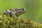 Green toad Bufotes viridis, also Pseudepidalea or Bufo in Czech Republic