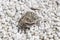 A green toad Bufotes Viridis on white gravel in the summer sunshine