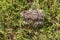 Green toad camouflaging in spring grass at sunny spring morning