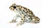 Green toad closeup isolated on white