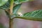 Green toad tadpole on leaf