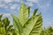 Green tobacco plants with large leaves.