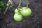 Green tomates growing in small old backyard greenhouse