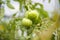 Green tomates growing in small old backyard greenhouse