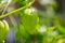 Green Tomatillo Fruit