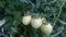 Green tomato on a branch with green leaves. Homemade tomatoes.