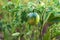 Green tomato on a branch in ripening stage in the garden