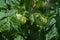 Green tomato on a branch surrounded