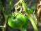 Green tomato closeup