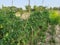 Green tomato farming in West Bengal.