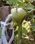 The green tomato is firmly attached to a wooden peg